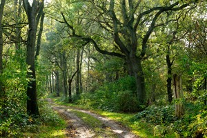 Lange lanen in het  Nationaal beek- en esdorpenlandschap Drentsche Aa