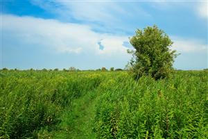 Wildgroei langs de slingerende paden