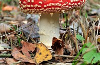 Herfst, tijd voor paddestoelen. Vliegenzwam., Dal van de Groote Beerze, vliegenzwam