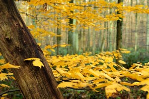 Kleuren van de herfst