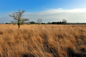 Vergezichten van Strabrechtse heide