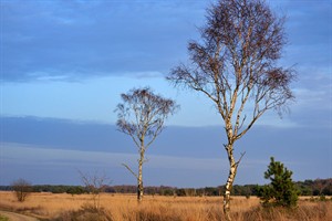 Vergezichten van Strabrechtse heide