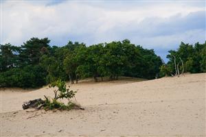 Bossen grenzen aan het bewegend zand