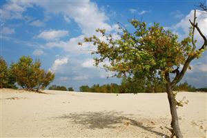 Bewegend zand van drunen