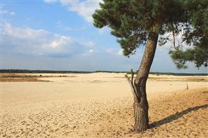 Vergezichten van Drunense Duinen