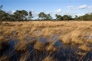 Moerasvelden met pijpenstrootjes en heides