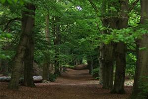 Statige lanen van Kaapse Bossen