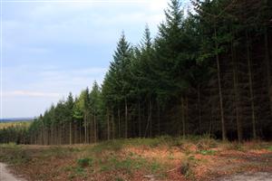 Een landschap met heuvels, groene bossen, heidevelden, stuifzand en weidegebieden