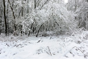 Groesplaat onder sneeuw