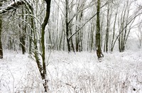 Groesplaat bedekt met sneeuw