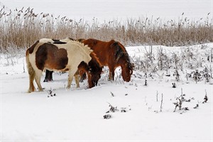 Zoeken naar eten inde sneeuw