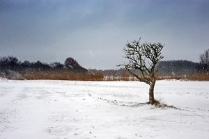 Donkere dagen in Amterdamse Waterleidingduinen