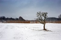 Donkere dagen in Amterdamse Waterleidingduinen, Amterdamse Waterleidingduinen