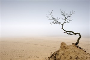 Uitzicht op het Nationaal Park Loonse en Drunense Duinen in de mist