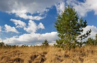 Dennen bomen bepalen de vergezichten in Deelerwoud