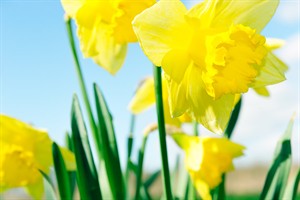 Narcissen op een zonnige lentedag