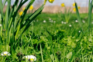 Madeliefje en Narcissen