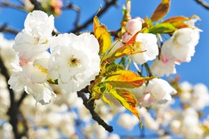 Bloesem van de fruitbomen op een zonnig dag