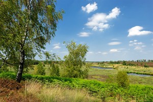 Uitzicht vanuit paraboolduinen in het Landgoed De Hamert