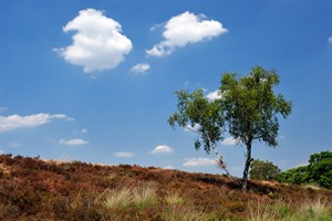 Een eenzam boom op een paraboolduin in het Landgoed De Hamert