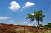 Een eenzam boom op een paraboolduin in het Landgoed De Hamert, Landgoed de Hamert