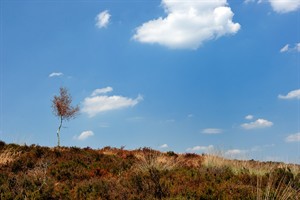 Landgoed De Hamert is een fotogeniek natuurgebied