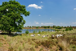 Geiten mogen de heide een handje helpen door er te grazen