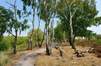 Wandelpaden lopen over de paraboolduinen met fraaie uitzichten, Landgoed de Hamert