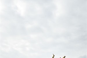 Strakke lijnen van Drunense Duinen na storm