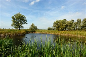 Uitzicht op een van plassen in de Oostvaardersplassen