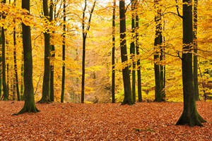 Herfstkleuren Boswachterij Speulderbos