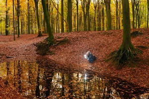 Elk hoek van het Boswachterij Speulderbos is fotogeniek