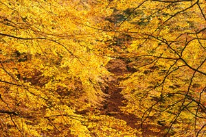 Herfstschilderij gemaakt door moeder natuur