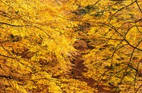 Herfstschilderij gemaakt door moeder natuur