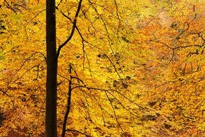 Zonne stralen kleuren de goud gele bladeren van de bomen