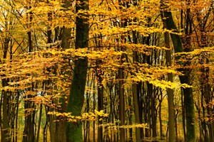 De kromme loofbomen in de oudste bos van Nederkand: Speulderbos