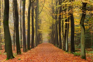 Kromme bomen bepalen sfeer van de lanen...