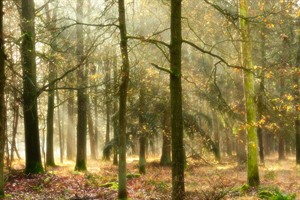 Zonnestralen komen door de grove dennen in de ochtend