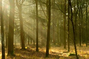 Meer zonne stralen in het natuurgebied Regte Heide