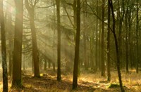 Meer zonne stralen in het natuurgebied Regte Heide