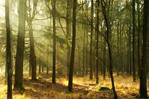 Noge meer dromerige zonne stralen in Regte Heide