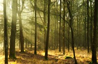 Noge meer dromerige zonne stralen in Regte Heide