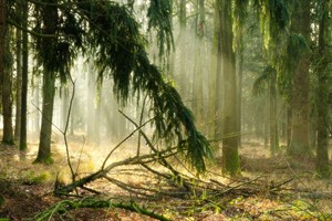 Zonne komen door in het mistige bos van Het Ooievaarsnest