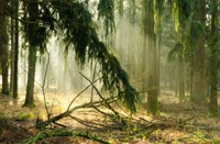 Zonne komen door in het mistige bos van Het Ooievaarsnest