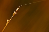 Macro van een pijpestrootje met spinneweb.