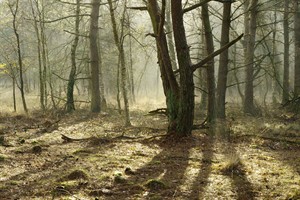 Mist bepaalde sfeer in het landgoed Het Ooievaarsnest.