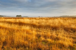 Indrukwekkende Regte Heide...