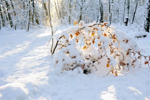 Mooie gele kleur van de zon op het sneeuw