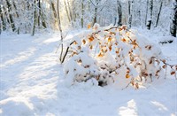 Mooie gele kleur van de zon op het sneeuw, Rosendael