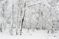 Bossen waren bijna volledig besneeuwd.